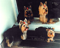 4yorkiesa.jpg (16084 bytes)